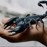 عقرب، جانوار بی آزار!