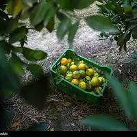  برداشت نارنگی از باغات هاشم‌آباد گرگان