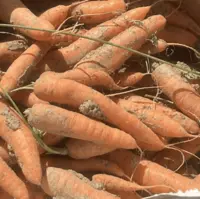 تولید ۷۷۰۰ تن هویج در چهارمحال و بختیاری