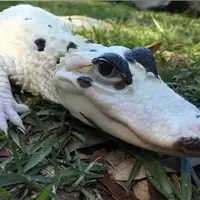  تمساح سفید نادر با چشمانی خیره‌کننده