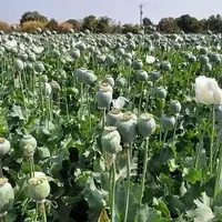 نقطه پایان بر مقوله «کشت خشخاش»