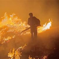 آتشسوزی در جنگلهای بدره ایلام