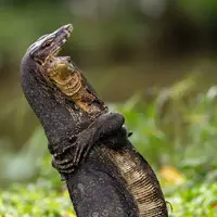 تصاویری از برندگان عکس‌های کمدی حیات وحش امسال