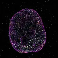 دانشمندان زبان دوم حیات را کشف کردند