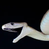 یک پادزهر برای ۱۷ نوع مارگزیدگی ساخته شد