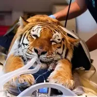 سی تی اسکن یک ببر به دلیل مشکلات حرکتی ناشناخته