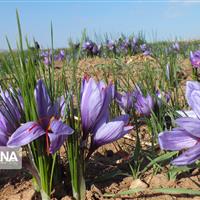 «طلای سرخ» با فرآوری دانشبنیان؛ بزرگترین مزرعه زعفران ایران در شاهرود