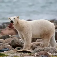 خرسهای قطبی میلیونها کیلوگرم غذا برای سایر گونههای قطبی فراهم میکنند