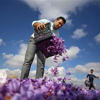 انبار بورس زعفران خراسان شمالی چشم‌انتظار ۲۰۰ میلیارد ریال