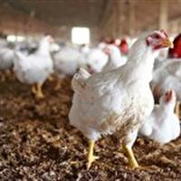 فعالیت ۱۹۲ واحد پرورش طیور در استان زنجان