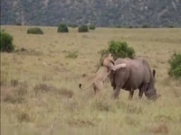 تلاش یک شیر شجاع برای شکار کرگدن دو تنی!