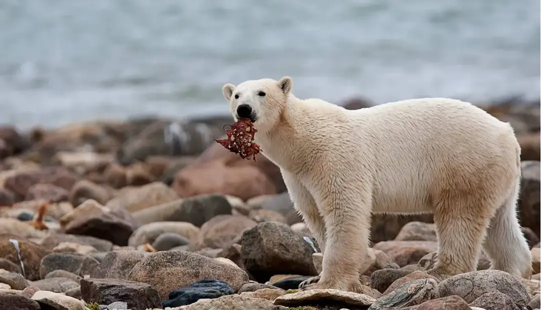 خرسهای قطبی میلیونها کیلوگرم غذا برای سایر گونههای قطبی فراهم میکنند