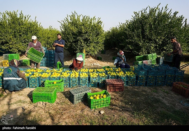 برداشت نارنگی از باغات هاشمآباد گرگان