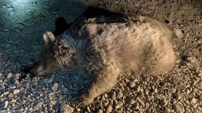 مرگ خرس قهوه‌ای بر اثر تصادف در سرچهان