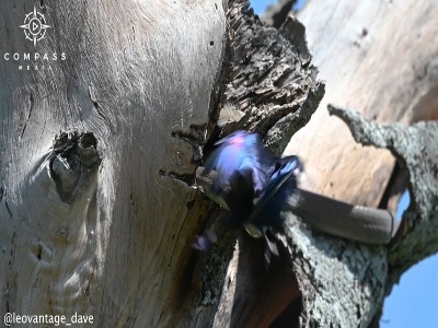 حمله سارها به مامبای سیاه برای نجات لانه