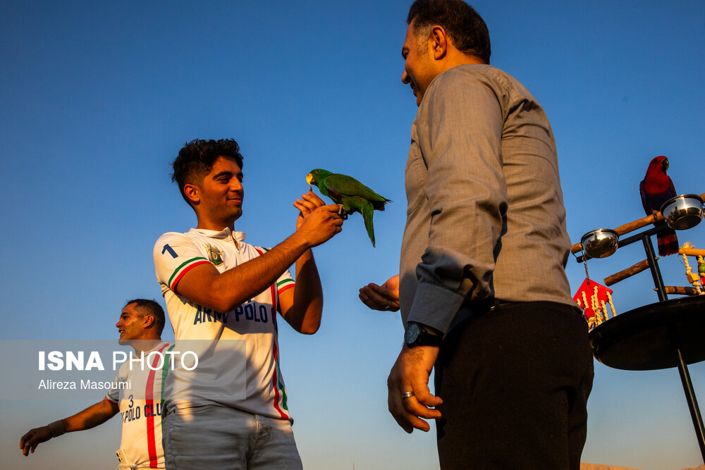 هفته پانزدهم لیگ ملی چوگان ایران