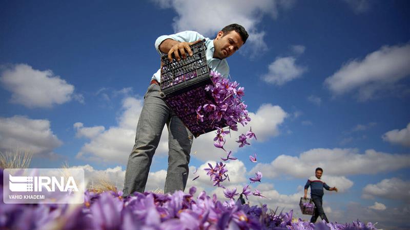 انبار بورس زعفران خراسان شمالی چشمانتظار ۲۰۰ میلیارد ریال