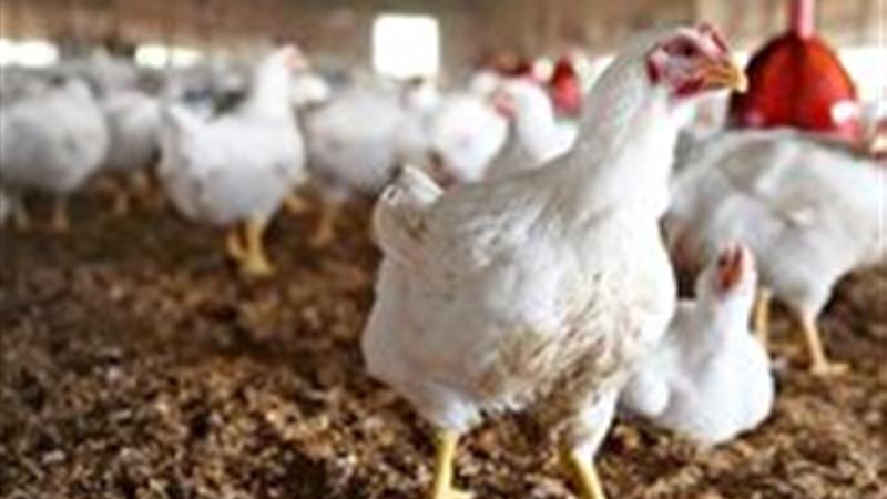 فعالیت ۱۹۲ واحد پرورش طیور در استان زنجان