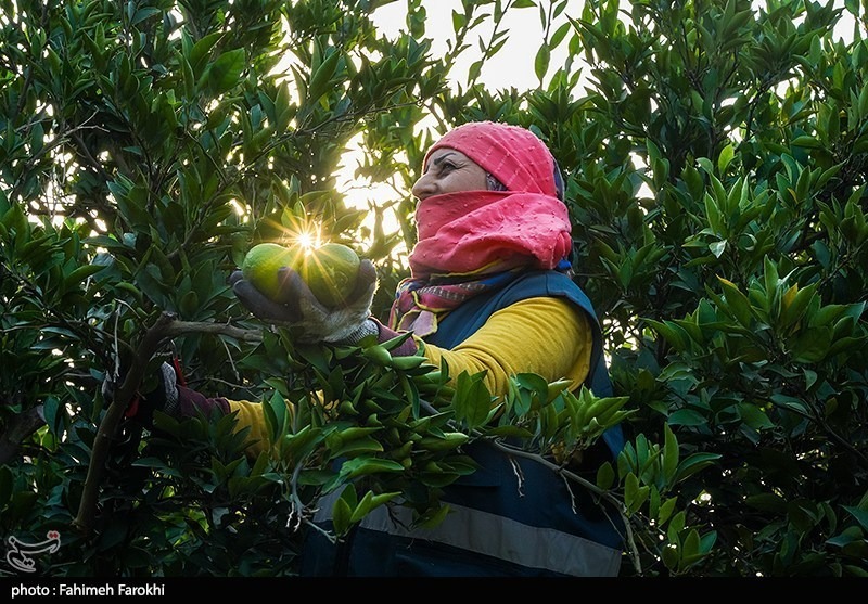 برداشت نارنگی از باغات هاشمآباد گرگان