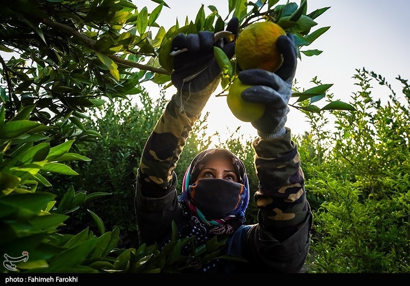 برداشت نارنگی از باغات هاشمآباد گرگان