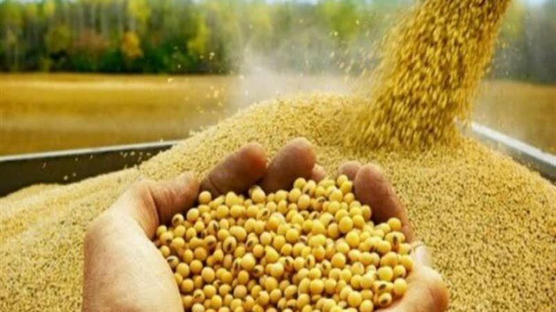 مدیر جهاد کشاورزی بیله‌سوار: قیمت خرید تضمینی سویا ۴۳۰ هزار ریال اعلام شد