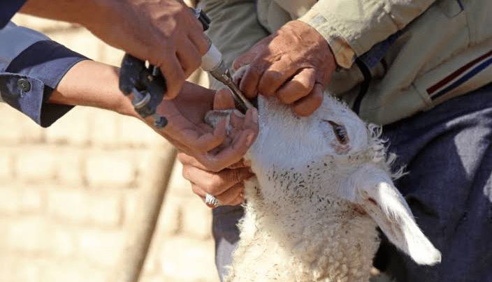 ورود ۳۵ هزار دوز واکسن تب برفکی به گلستان