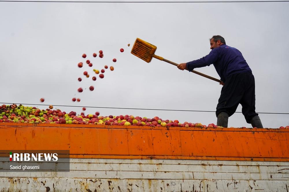 برداشت سیب از باغهای اهر