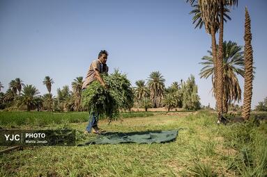 روستای شفیع آباد در استان کرمان روستای برتر سال ۲۰۲۵