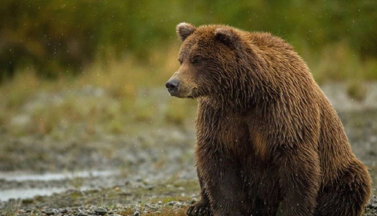 تلف شدن یک قلاده خرس قهوهای بر اثر اصابت گلوله در شهرستان نور