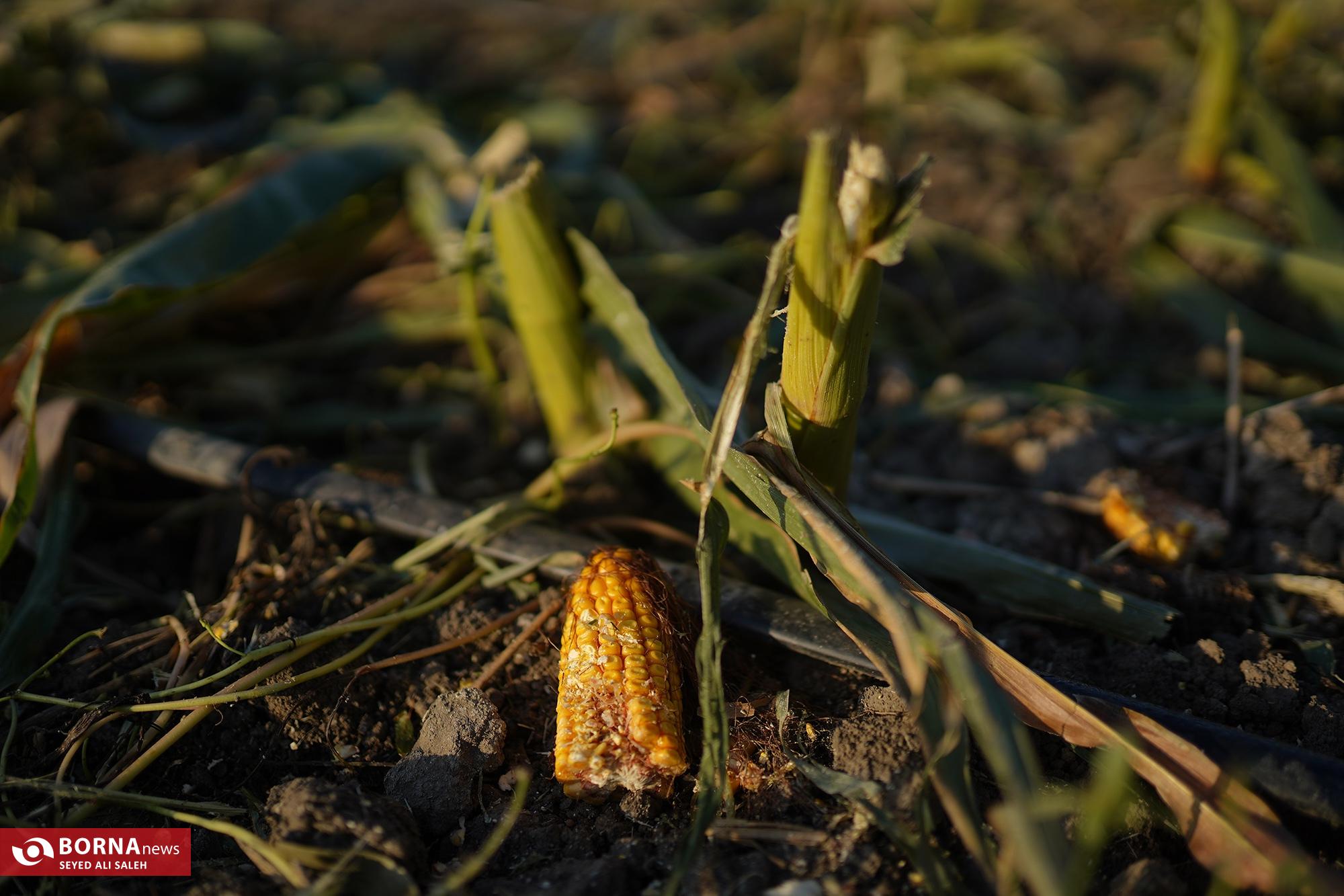 برداشت ذرت در آزادشهر گلستان