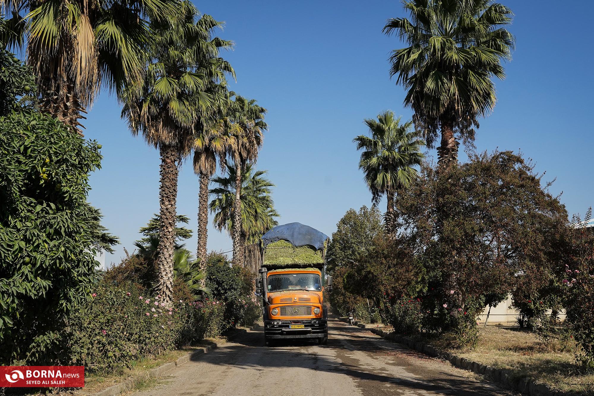 برداشت ذرت در آزادشهر گلستان
