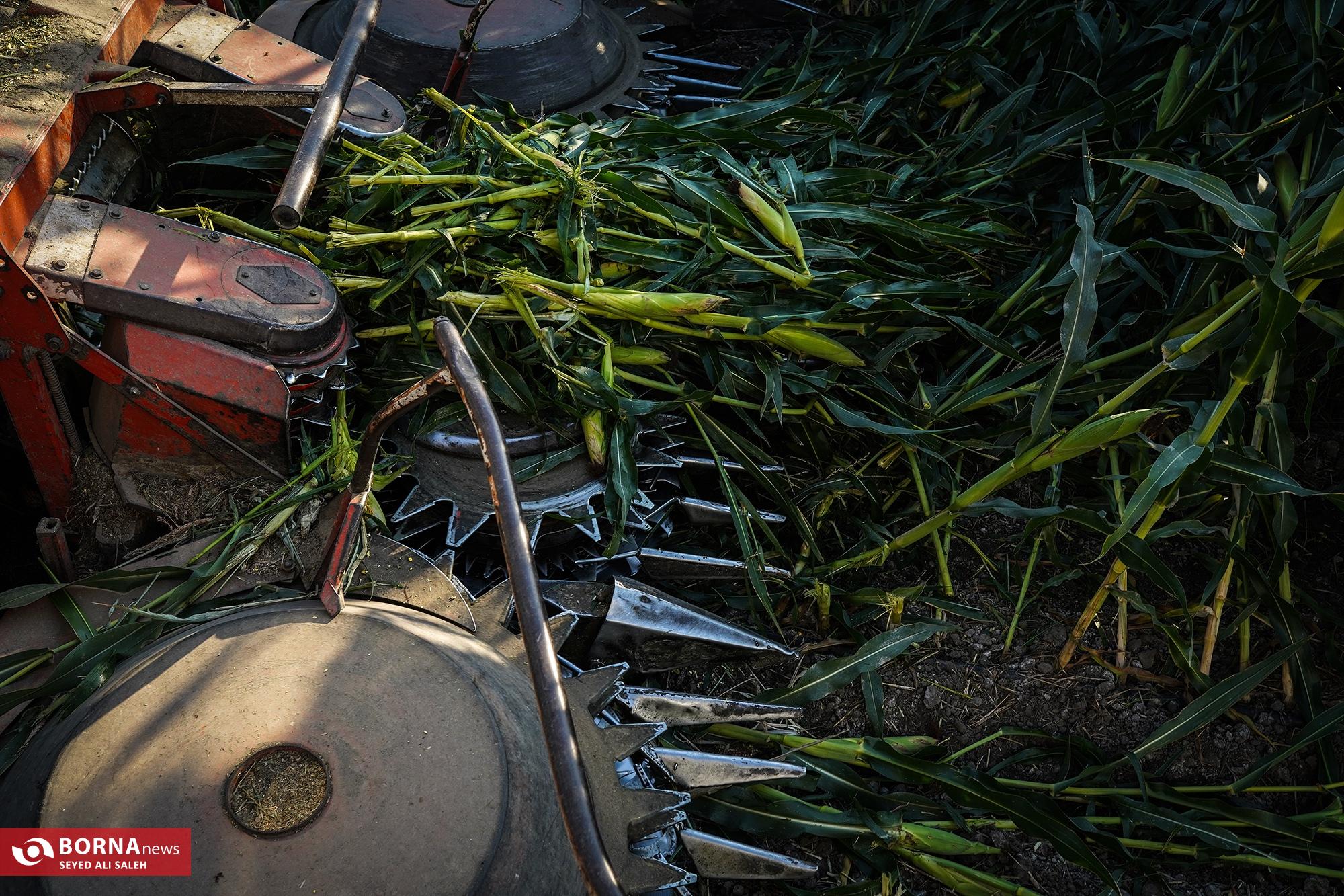 برداشت ذرت در آزادشهر گلستان