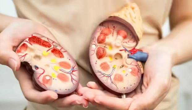 این غذاها کلیهها را زنده نگه میدارند