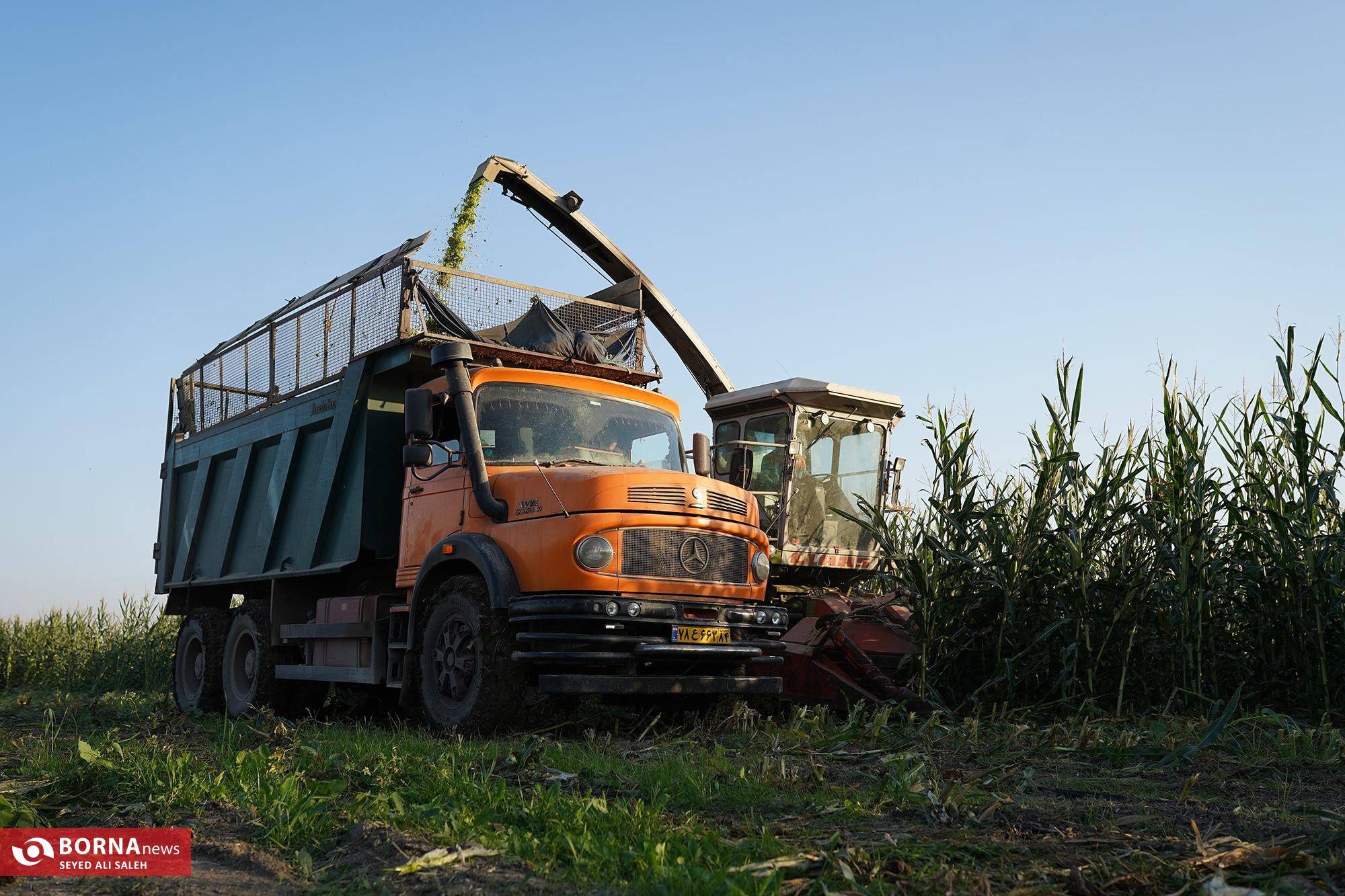 برداشت ذرت در آزادشهر گلستان