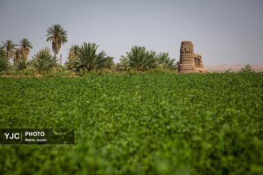 روستای شفیع آباد در استان کرمان روستای برتر سال ۲۰۲۵
