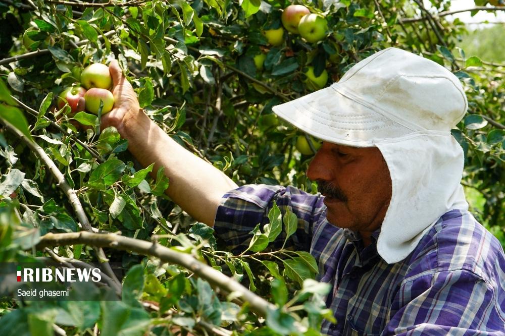 برداشت سیب از باغهای اهر