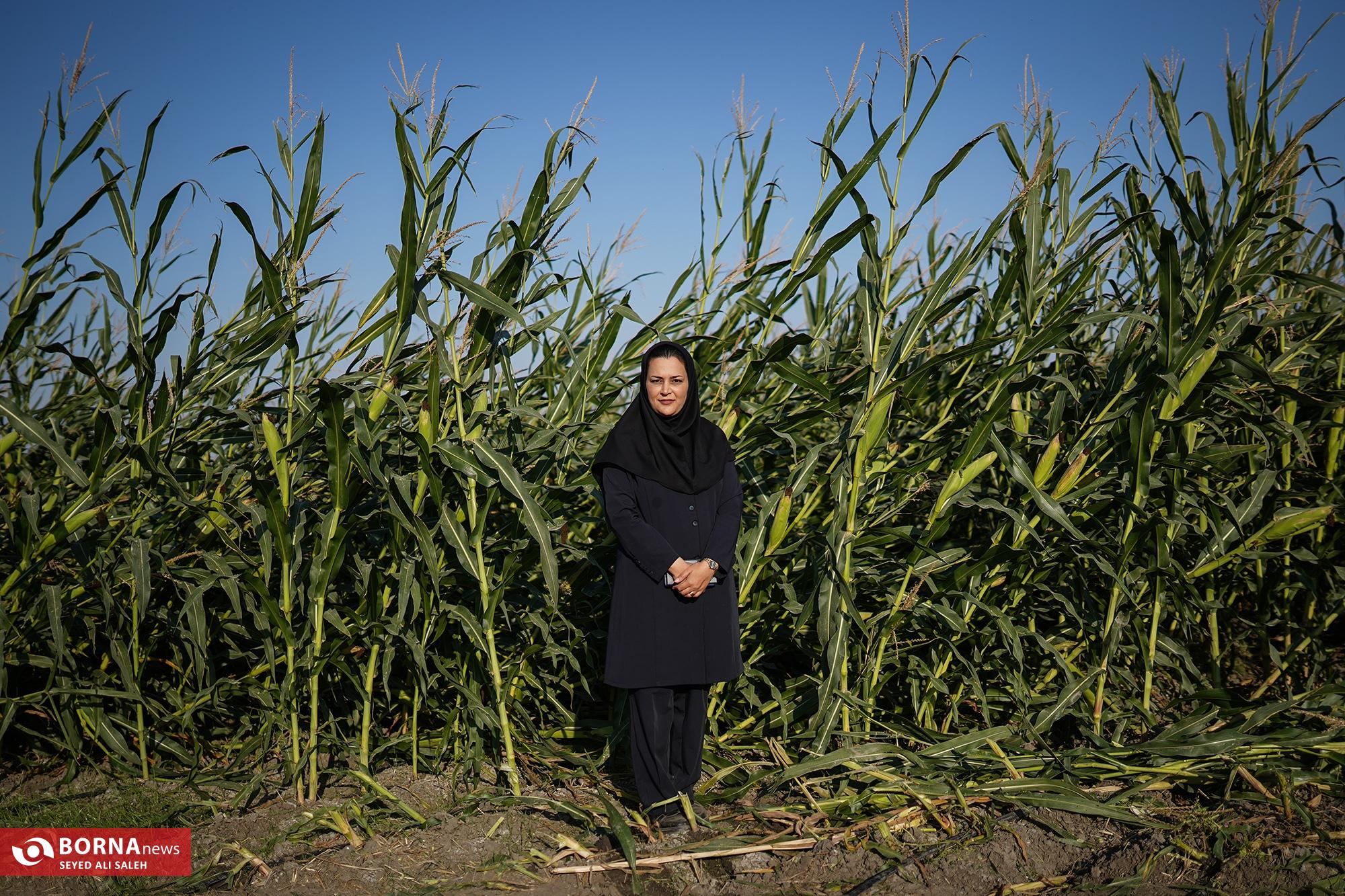 برداشت ذرت در آزادشهر گلستان