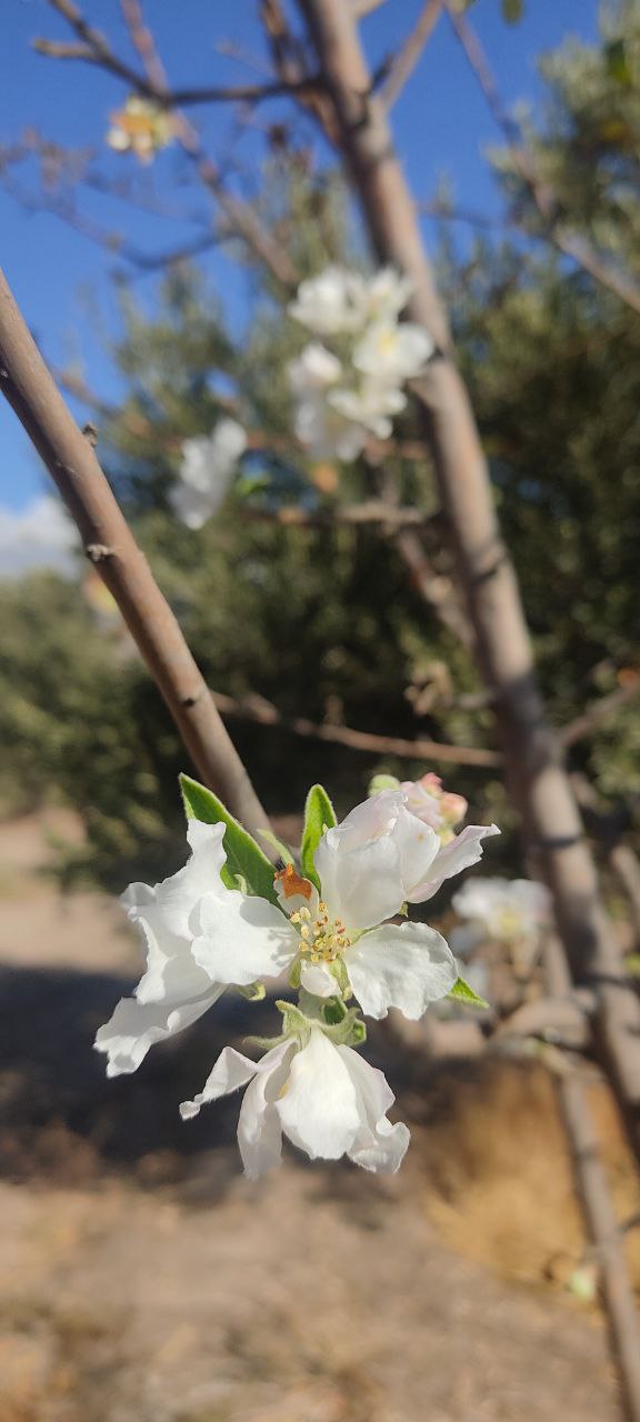 تصویری عجیب از شکوفه پائیزی درختان در طارم زنجان؛ امروز 