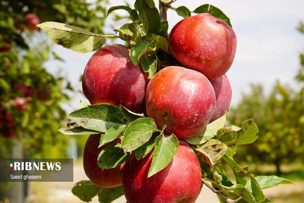 برداشت سیب از باغهای اهر