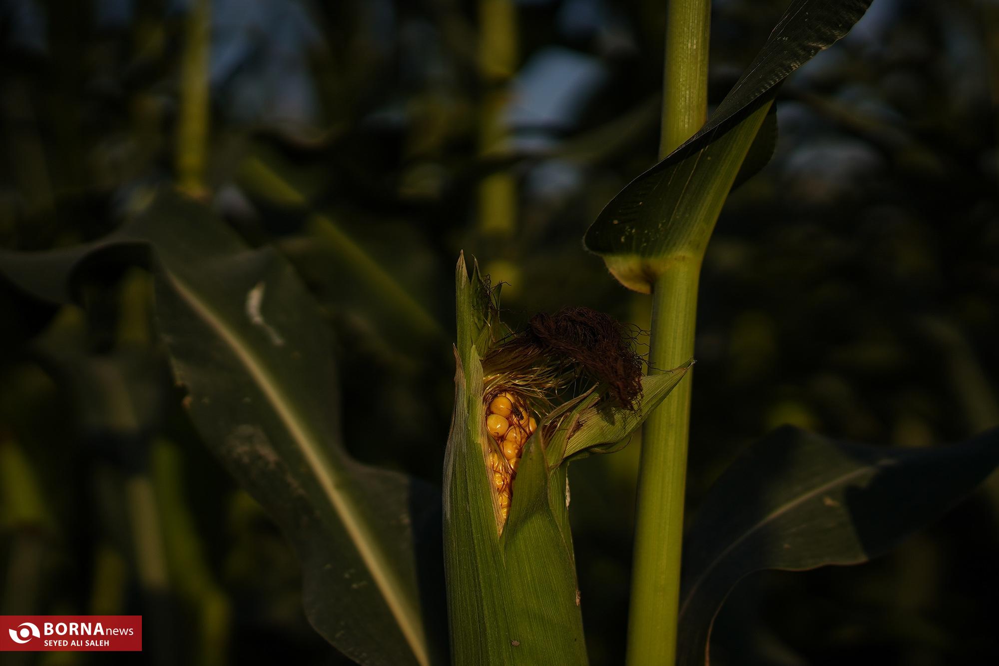 برداشت ذرت در آزادشهر گلستان