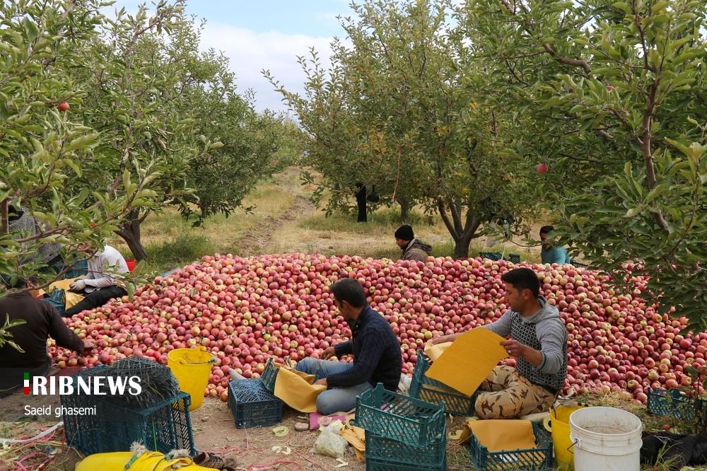 برداشت سیب از باغهای اهر