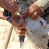 ورود ۳۵ هزار دوز واکسن تب برفکی به گلستان