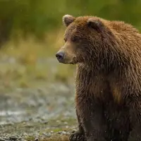 تلف شدن یک قلاده خرس قهوهای بر اثر اصابت گلوله در شهرستان نور