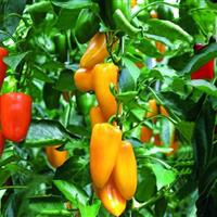 پیشبینی برداشت بیش از ۱۳ هزار تن محصولات گلخانهای در زهک