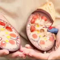 این غذاها کلیهها را زنده نگه میدارند