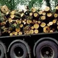 ماجرا قطع درختان صنوبر و دپو در چمستان