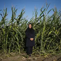 برداشت ذرت در آزادشهر گلستان