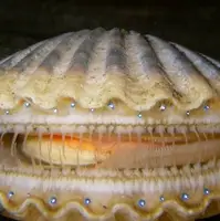 قدرت باورنکردنی گوش ماهی