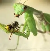 حشره باصدایی شبیه سوت پرنده