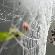 تار بافتن عنکبوت رو از این نزدیک دیده بودی ؟